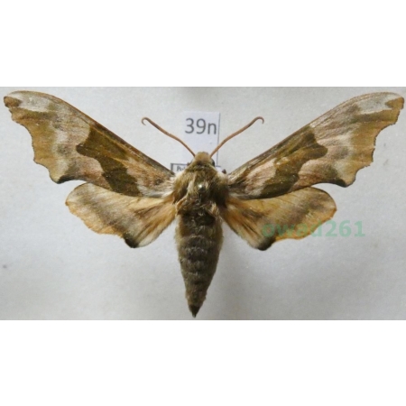 Mimas tiliae (Linnaeus, 1758) Nastrosz lipowiec Poland39n